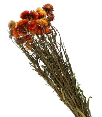 4A Oranje gedroogde strobloemen | Helichrysum droogbloemen | Lengte 40-60 centimeter | Per bos