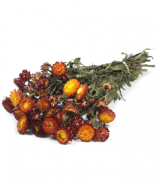 Red dried straw flowers | Helichrysum dried flowers | Length 40-60 centimetres | Order per bunch