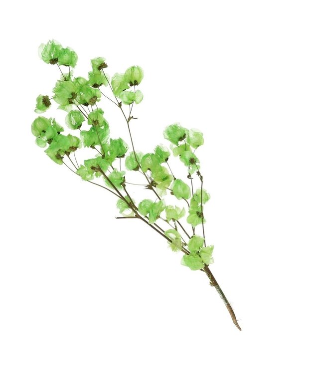 Apple green dried Bougainvillea | Length 45-55 centimetres | Ordered by piece