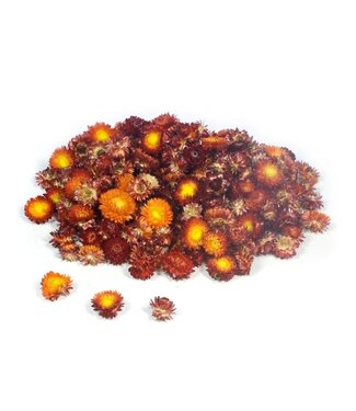 LDD Natural red dried Helichrysum heads | Weight 2 kilograms | Per piece