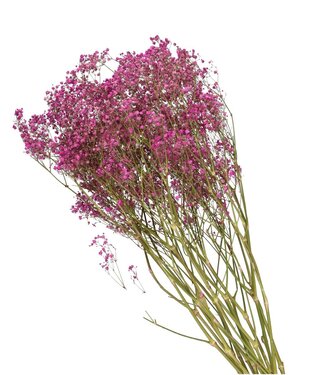 4A Fleurs de gypsophile de Noël séchées | Fleurs de gypsophile séchées | Longueur 70 centimètres | Par bouquet