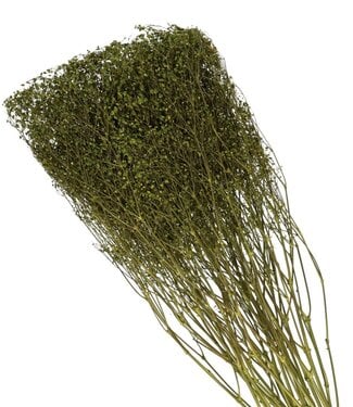 4A Apple green dried gypsophila | Gypsophila dry flowers | Length 70 centimetres | Per bunch