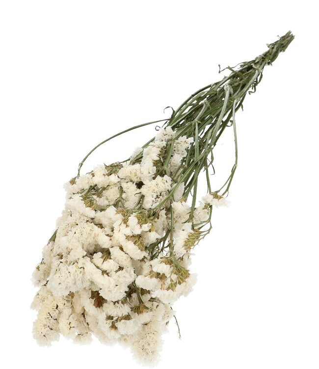 White dried Limonium | Statice dried flowers | Length 70 centimetres | Order per bunch