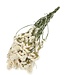 Witte gedroogde Limonium | Statice droogbloemen | Lengte 70 centimeter | Per bos te bestellen