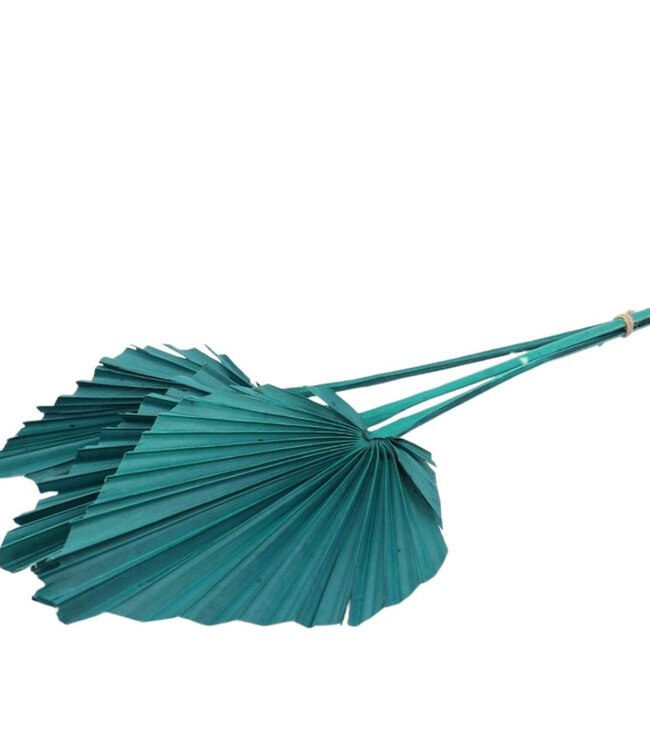 Groen gedroogd Palmblad | Palm Spear droogbloemen | 10 stelen per bos | Lengte 50 centimeter | Per bos te bestellen