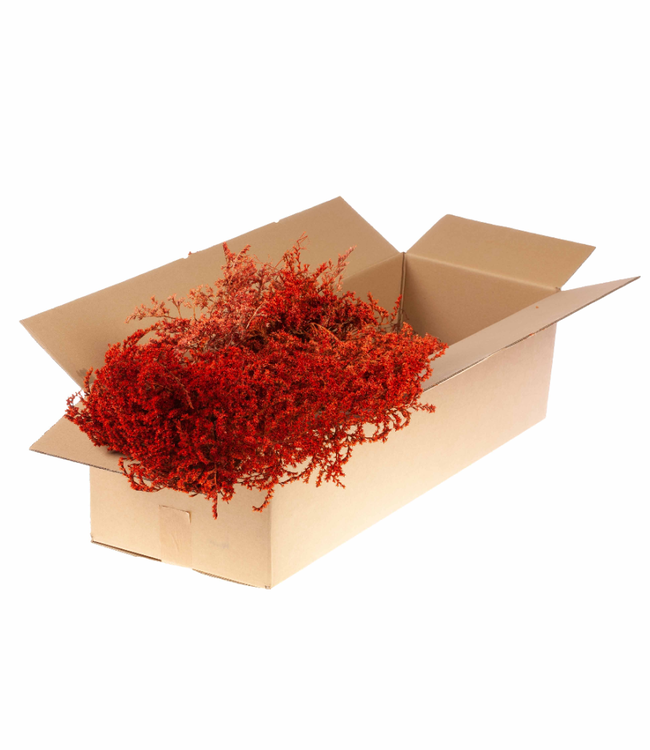 Intense orange dried sea lavender | Statice tatarica dried flowers | Weight 500 g | Order per pack