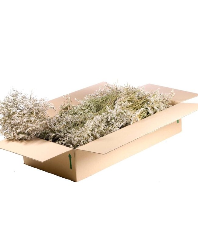 Natural white dried sea lavender | Statice tatarica dried flowers | Weight 500 g | Order per pack