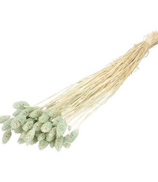 4A Light blue dried Phalaris | Length 70 centimetres | Per bunch