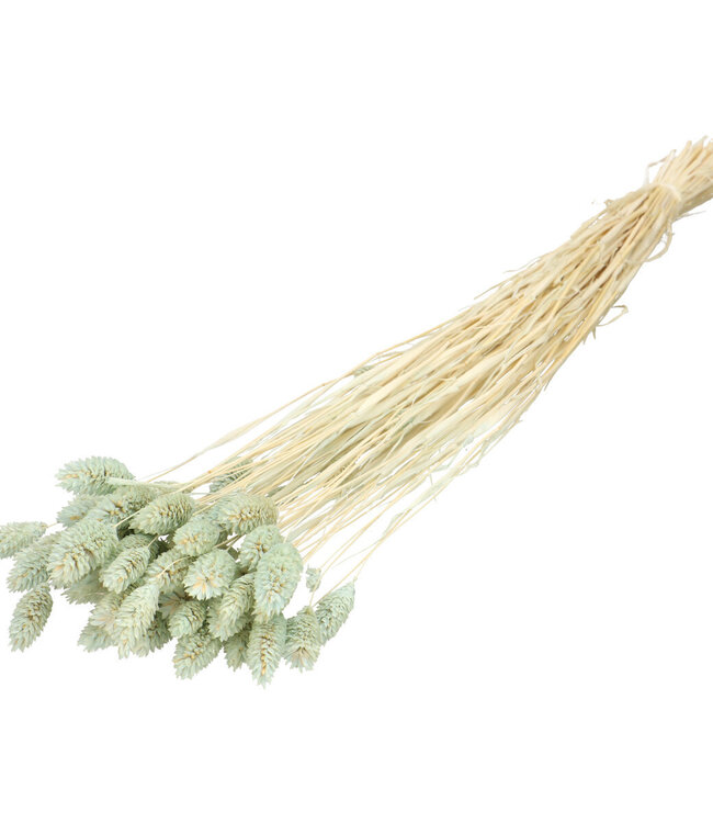 Light blue dried Phalaris | Length 70 centimetres | Order by bunch