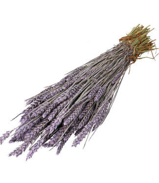 4A Lilac-coloured dried wheat | Triticum dried flowers | Length 60-70 centimetres | Per bunch