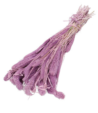 4A Lilac-coloured dried foxtail | Setaria dried flowers | Length 75 centimetres | Per bunch