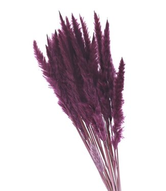 Plumes d'herbe de la pampa violettes, duveteuses | Longueur 80 centimètres | Par bouquet