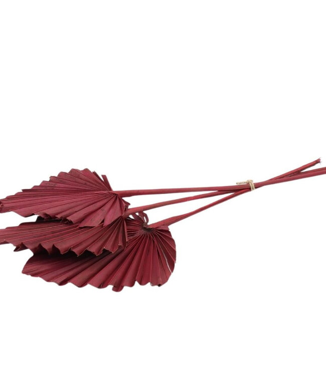 Burgundy dried Palm leaf | Palm Spear dried flowers | 10 tiges par bouquet | Longueur 50 centimètres | Commande par bouquet