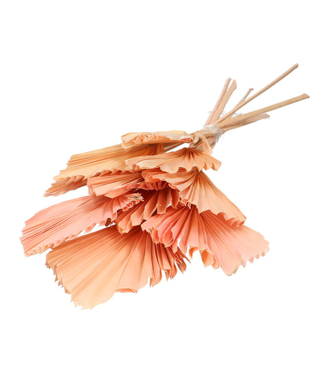 Feuilles de palmier séchées rose pâle | Fleurs séchées en forme de lance de palmier | 10 tiges par bouquet | Longueur 50 centimètres | Commande par bouquet