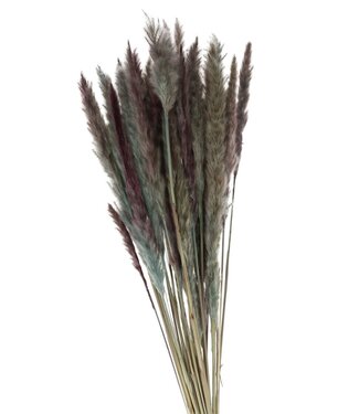 4A Light blue Pampas grass plumes fluffy | Length 80 centimetres | Per bunch