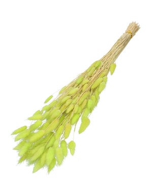 4A Lagurus dried flower light green | Weight 50 grams | Length 60 centimetres | Per bunch