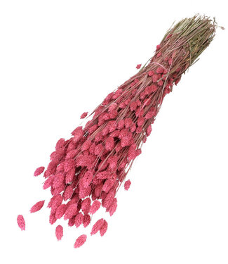 4A Fuchsia-coloured dried Phalaris | Length 70 centimetres | Per bunch