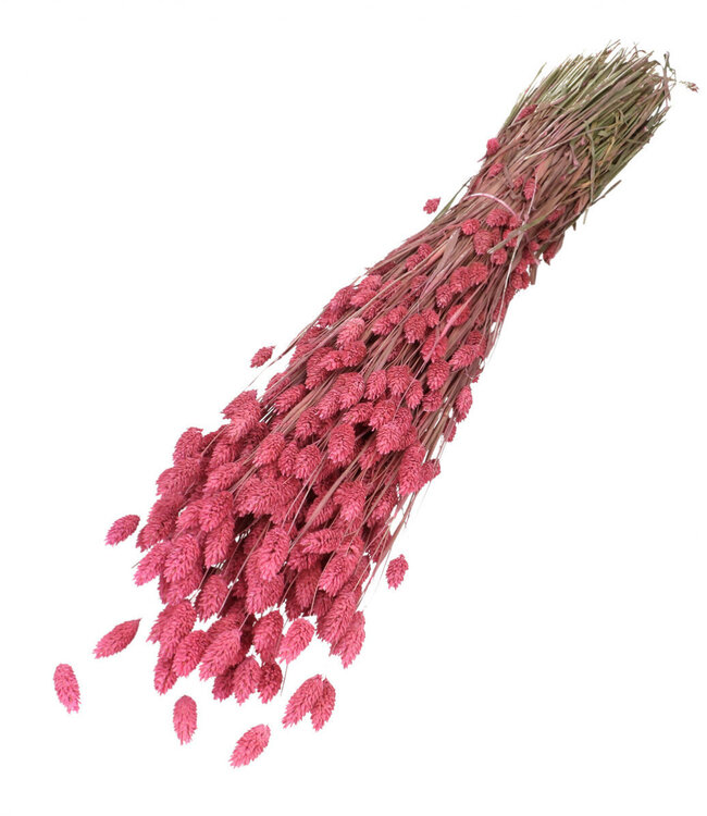 Fuchsia-coloured dried Phalaris | Length 70 centimetres | Can be ordered per bunch