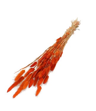 4A Lagurus dried flower orange | Weight 50 grams | Length 60 centimetres | Per bunch