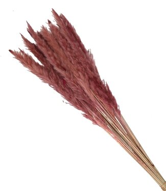 4A Light pink Pampas grass plumes fluffy | Length 80 centimetres | Per bunch