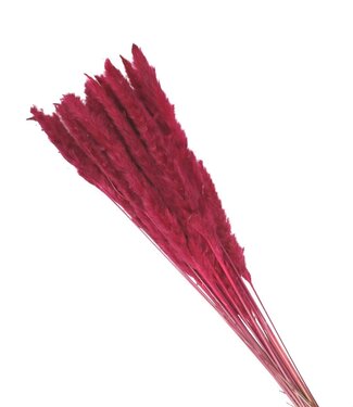 4A Fuchsia Pampas grass plumes fluffy | Length 80 centimetres | Per bunch