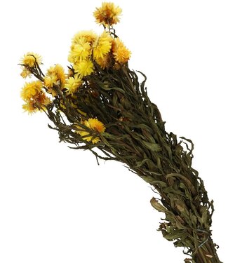 4A Fleurs de paille séchées jaunes | Fleurs séchées Helichrysum | Longueur 40-60 centimètres | Par bouquet