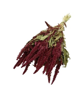 4A Rode gedroogde Amaranthus Cruentus | Kattenstaart droogbloemen | Lengte 50 centimeter | Per bos