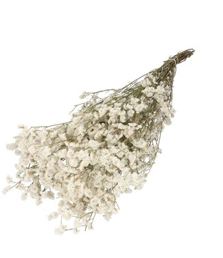 4A Witte gedroogde Limonium diamond | Statice droogbloemen | Lengte 70 centimeter | Per bos