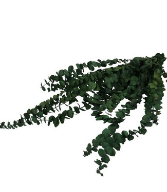 4A Groene gepreserveerde eucalyptus Baby | Lengte 60 centimeter | Gewicht 150 gram | Per bos