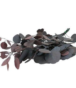 4A Red preserved eucalyptus Populus | Length 60 centimetres | Per bunch