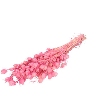 4A Roze gepreserveerde Nigella | Lengte 55 centimeter | Per bos