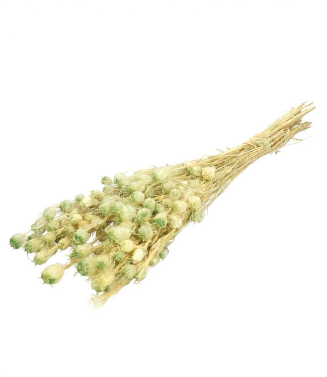 Light green reserved Nigella | Length 55 centimetres | Order by bunch