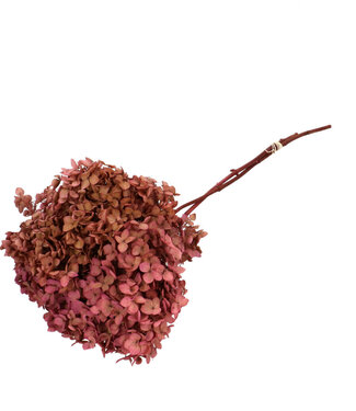 4A Donker roze gepreserveerde Hortensia | Lengte 65 centimeter  | Per stuk