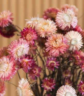 Dutch Dried Getrocknete rosa Helichrysum | Getrocknete rosa Strohblumen | Länge 55 Zentimeter | Pro Strauß