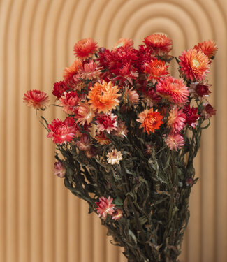 Dutch Dried Dried salmon-coloured Helichrysum | Salmon-coloured straw dried flowers | Length 55 centimetres | Per bunch