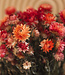 Dried salmon-coloured Helichrysum | Salmon-coloured straw dried flowers | Length 55 centimetres | Order per bunch