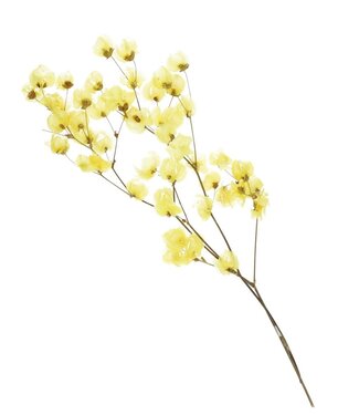 4A Yellow dried Bougainvillea | Length 45-55 centimetres | Per piece