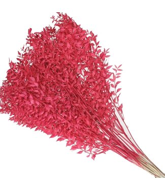 4A Dark pink dried Ruscus | Length 65 centimetres | Per 25 branches