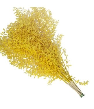 4A Yellow dried Ruscus | Length 65 centimetres | Per 25 branches