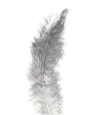 4A Feathers ostrich grey | Length 55 centimetres | Per 5 pieces