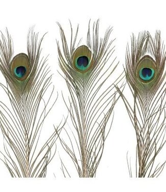 4A Feathers peacock feathers natural | Length 100 centimetres | Per 10 pieces