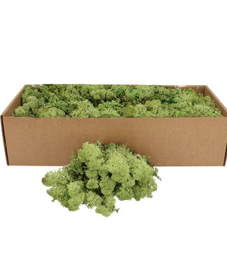 4A Appelgroen gedroogd rendiermos | Gewicht 400-500 gram | Per verpakking