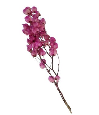 4A Fuchsia-coloured dried Bougainvillea | Length 45-55 centimetres | Per piece