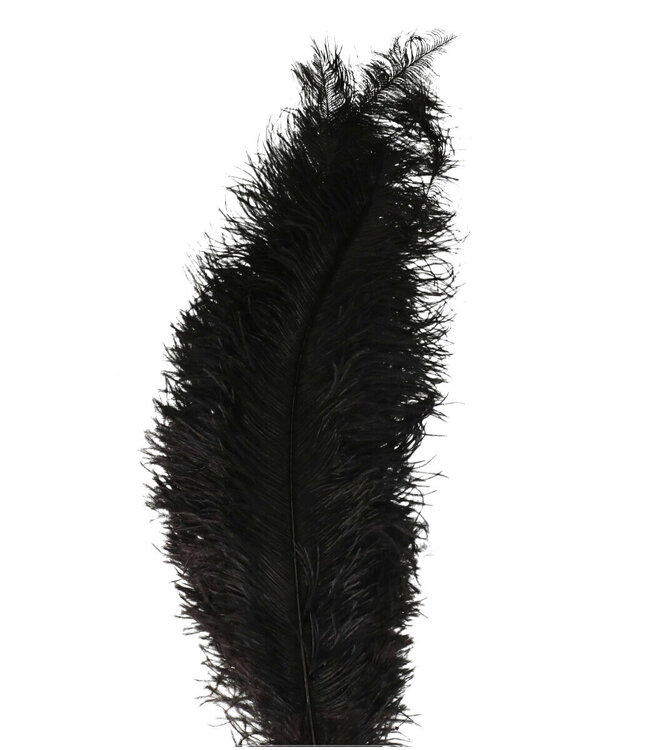 Plumes d'autruche noires | Longueur 55 centimètres | Commande par 5 plumes