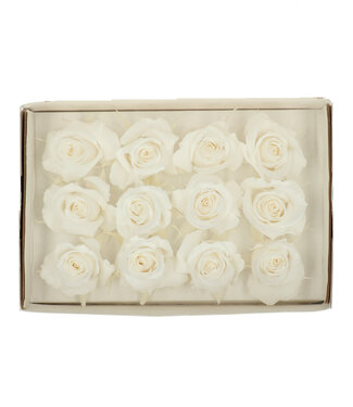 4A Ivory-coloured reserved roses | Diameter 4 centimetres | Per 12 pieces