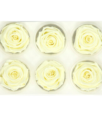 4A Cream-coloured reserved roses | Diameter 6 centimetres | Per 6 pieces