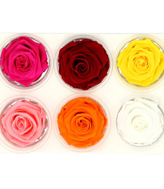 4A Roses réservées couleurs mélangées | Diamètre 6 centimètres | Par 6 pièces