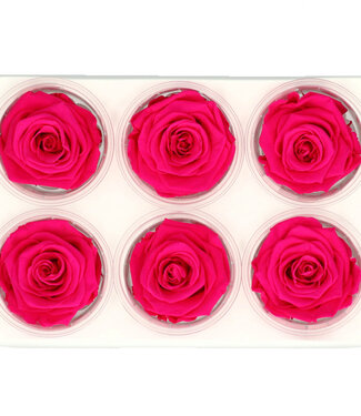 4A Red reserved roses | Diameter 6 centimetres | Per 6 pieces