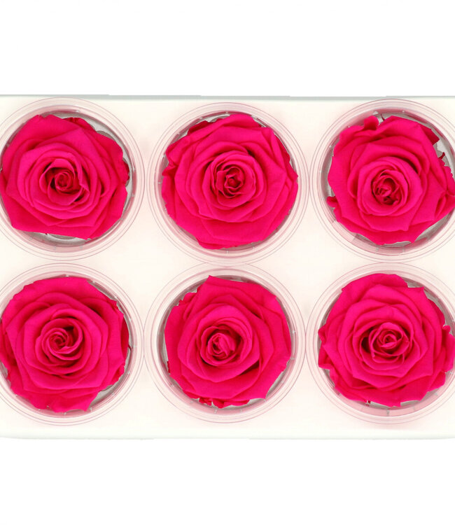 Red reserved roses | Diameter 6 centimetres | Order per 6 pieces