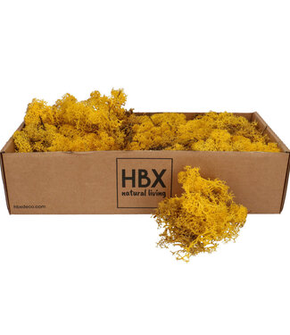 4A Yellow preserved reindeer moss | Weight 400-500 g | Per pack